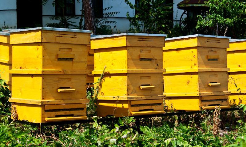 Keeping Bees on the Homestead: A Comprehensive Guide for Beginners